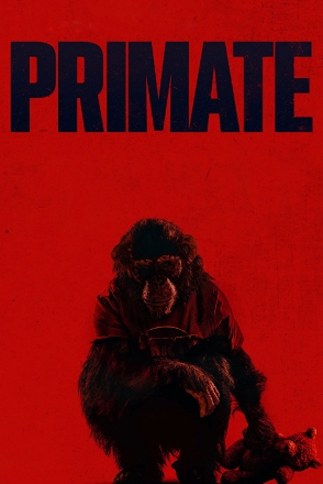 Primate